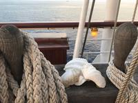 Muscheln