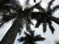 Palmen