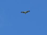 Seeadler auf Langkawi