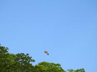 Seeadler