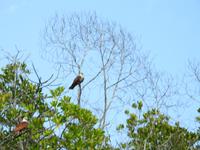 Seeadler