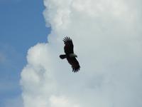 Seeadler