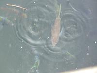 Spuckfisch