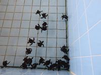 Turtle Farm