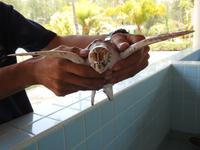 Turtle Farm