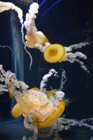 124 Aquarium Sentosa