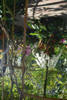 14 Orchideengarten Singapur