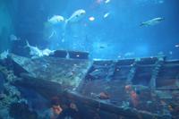 Sentosa Islands - Sea Aquarium
