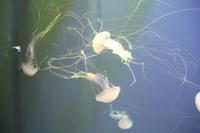 Sentosa Islands - Sea Aquarium