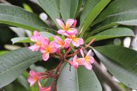 Singapur Gardens by the Bay