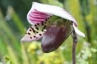 Singapur Gardens by the Bay