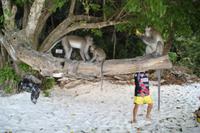 Koh Phi Phi - Monkey Beach