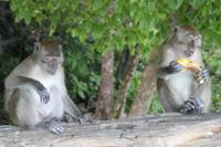 Koh Phi Phi - Monkey Beach