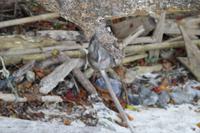 Koh Phi Phi - Monkey Beach