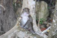 Koh Phi Phi - Monkey Beach