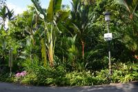 5 Botanischer Garten Singapur