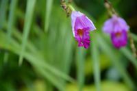 6 Orchideengarten Singapur