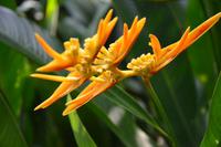 7 Orchideengarten Singapur