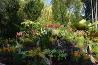 9 Orchideengarten Singapur