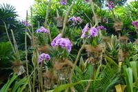 11 Orchideengarten Singapur