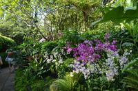 12 Orchideengarten Singapur