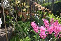 13 Orchideengarten Singapur
