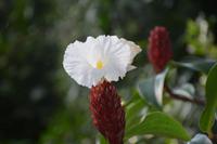 15 Orchideengarten Singapur