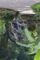 22 Botanischer Garten Singapur