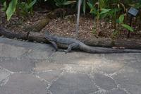 23 Botanischer Garten Singapur