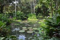 24 Botanischer Garten Singapur