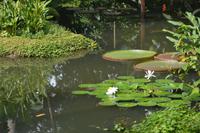 26 Botanischer Garten Singapur