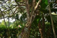 29 Botanischer Garten Singapur