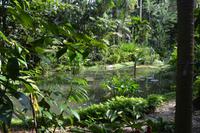 30 Botanischer Garten Singapur