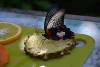 92 Schmetteringspark Sentosa