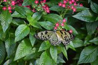 94 Schmetteringspark Sentosa