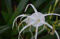 97 Schmetteringspark Sentosa