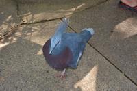 101 Schmetteringspark Sentosa