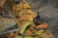 103 Schmetteringspark Sentosa