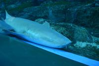 116 Aquarium Sentosa