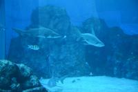 117 Aquarium Sentosa