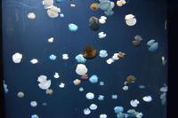 123 Aquarium Sentosa