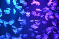 125 Aquarium Sentosa