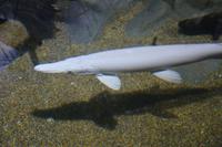 127 Aquarium Sentosa