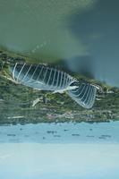 163 Fahrt mit dem Singapore Flyer