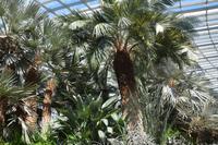 181 Garden by the Bay Flower Dome