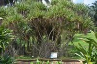 290 Botanischer Garten Putrajaya