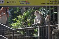 391 Affen gibt es auch