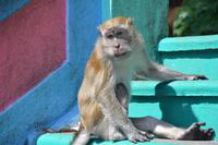 393 Batu Höhlen bei Kuala Lumpur