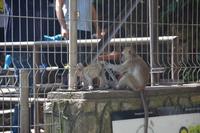 394 Batu Höhlen bei Kuala Lumpur