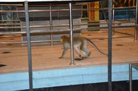 412 Batu Höhlen bei Kuala Lumpur